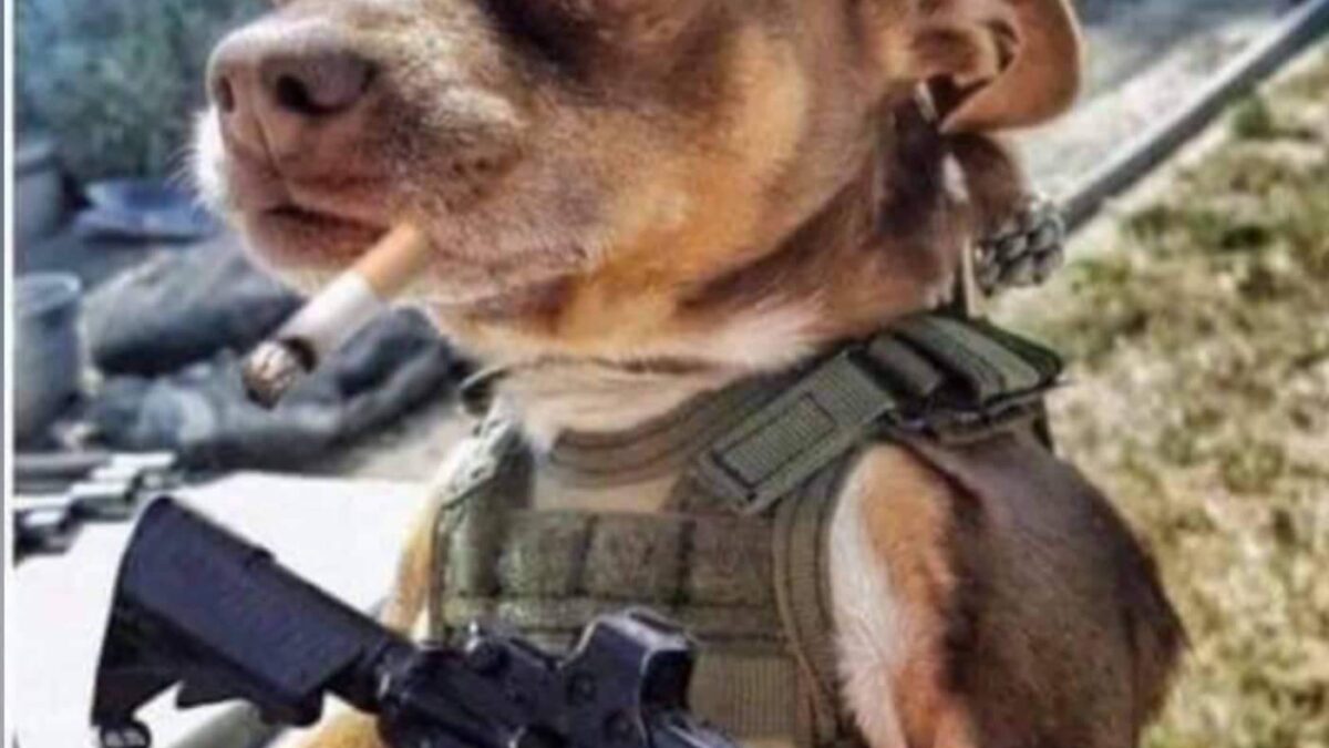 inbound7217333753388982112